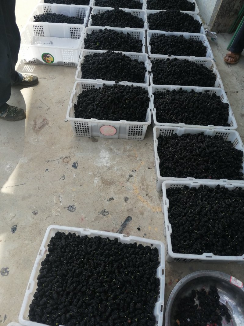 新鲜桑葚产地代办代发货保质保量诚信合作可实地考察视频看货
