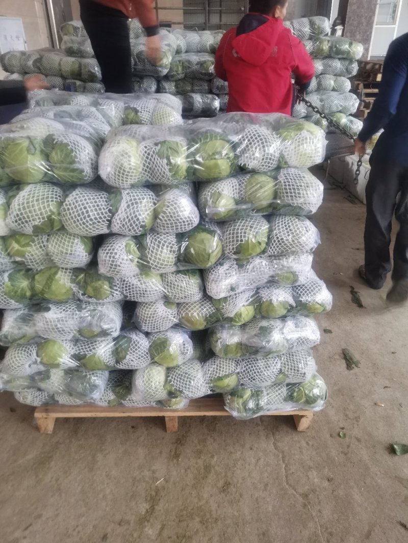 福建省漳州漳浦圆包菜，甘蓝菜产地直销大量上市了