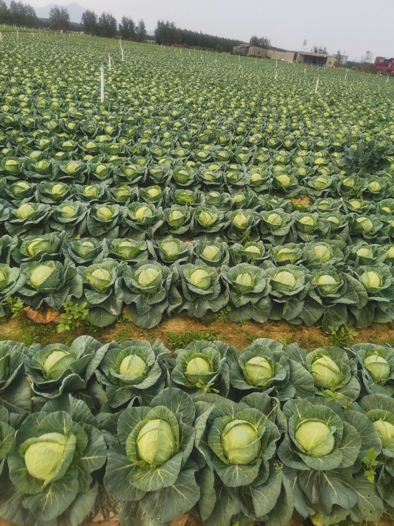 福建省漳州漳浦圆包菜，甘蓝菜产地直销大量上市了