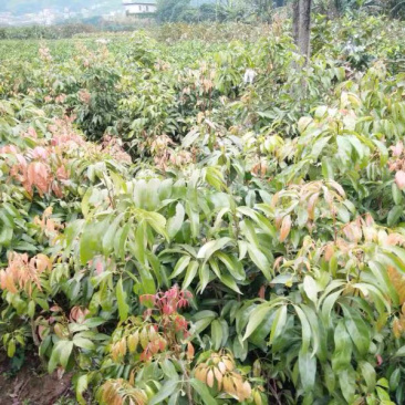 实生荔枝苗，妃子笑荔枝苗，直生苗，小杯妃子笑荔枝苗