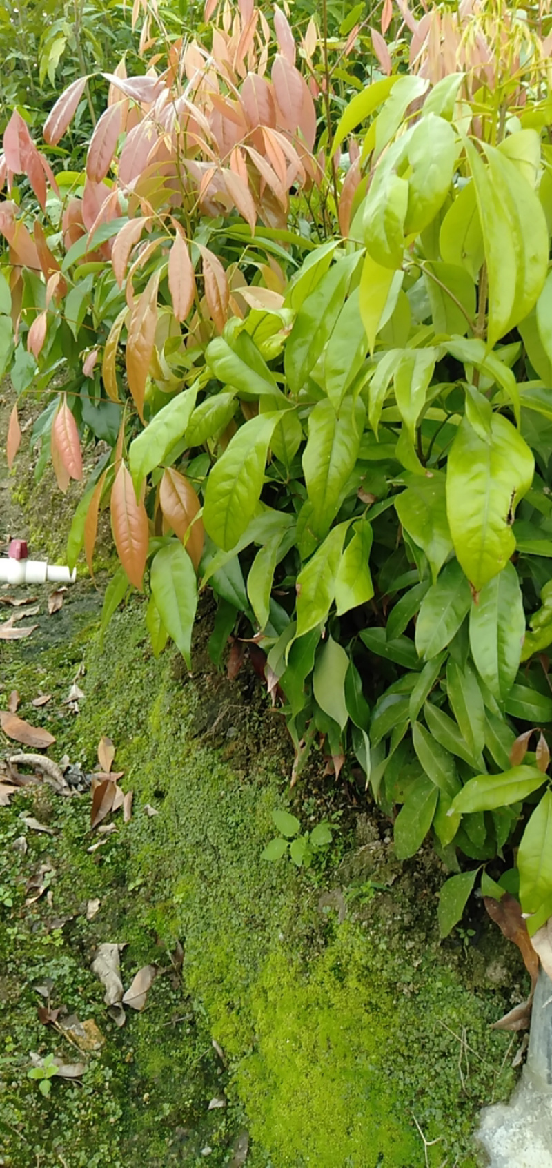 实生荔枝苗，妃子笑荔枝苗，直生苗，小杯妃子笑荔枝苗