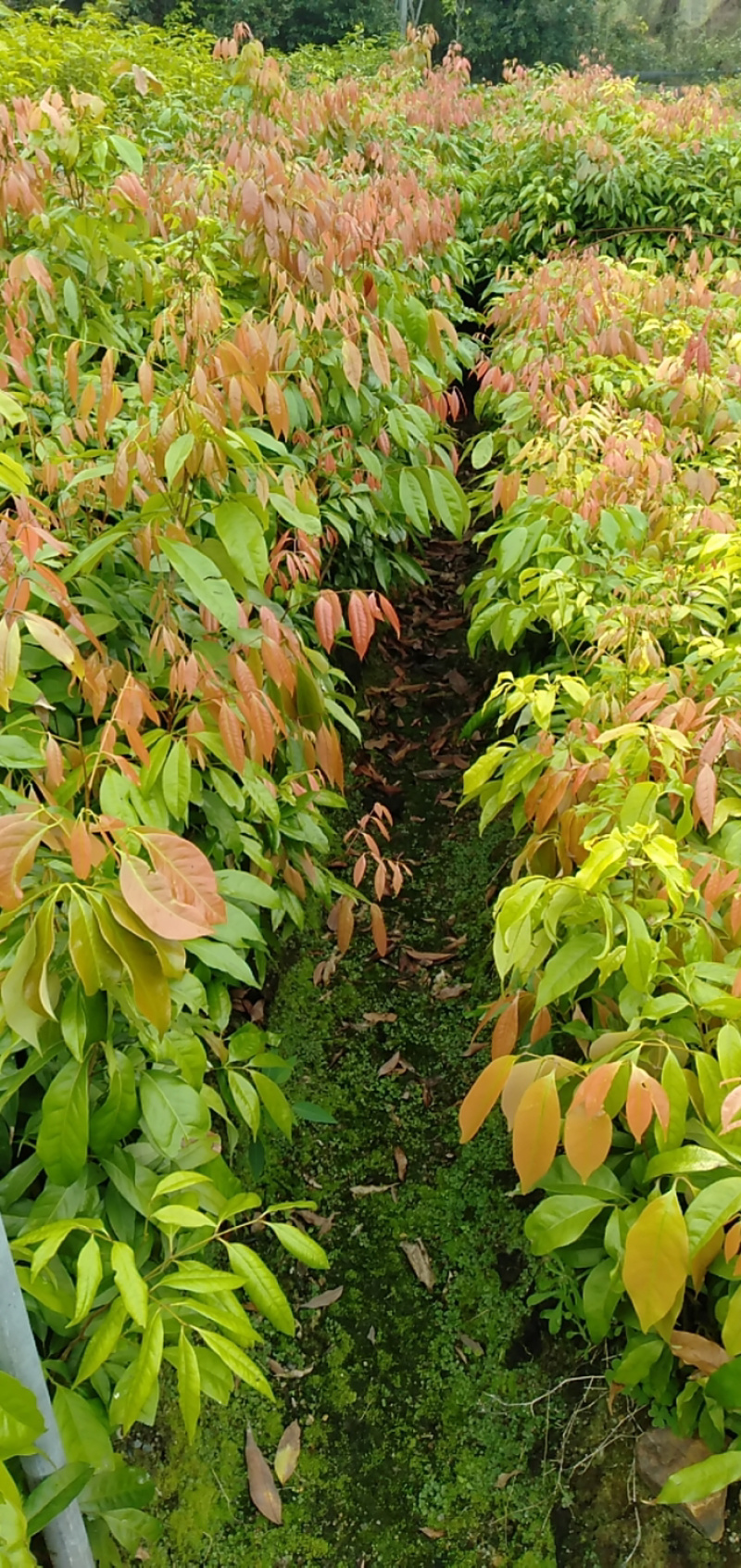 实生荔枝苗，妃子笑荔枝苗，直生苗，小杯妃子笑荔枝苗