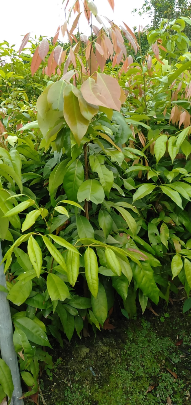 实生荔枝苗，妃子笑荔枝苗，直生苗，小杯妃子笑荔枝苗