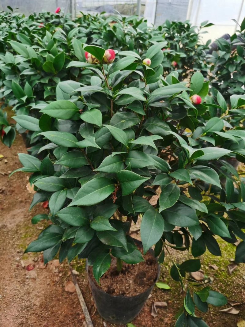 茶花十八学士大五宝茶花小五宝茶花