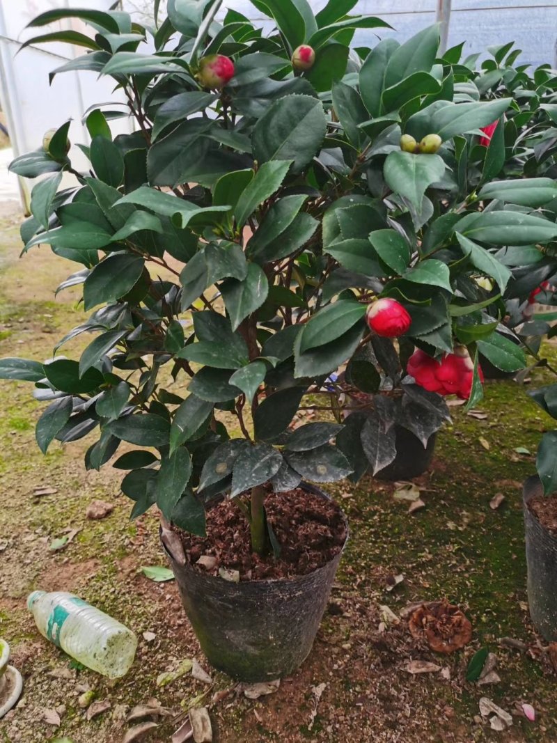 茶花十八学士大五宝茶花小五宝茶花