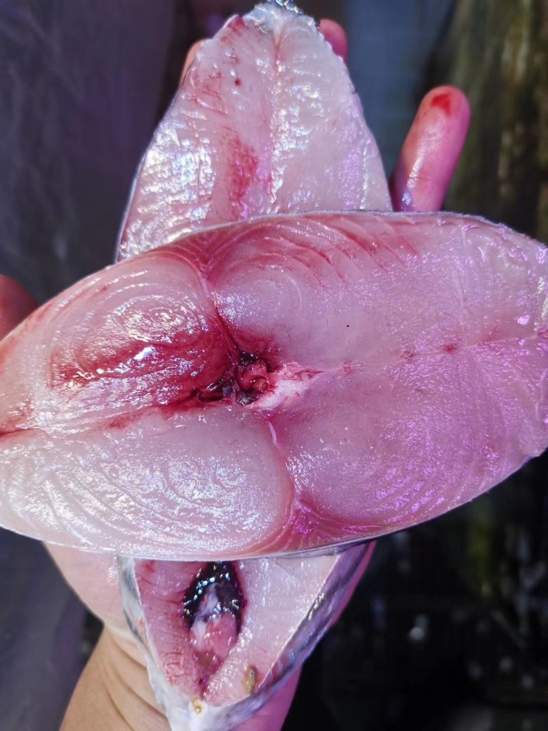 马鲛鱼