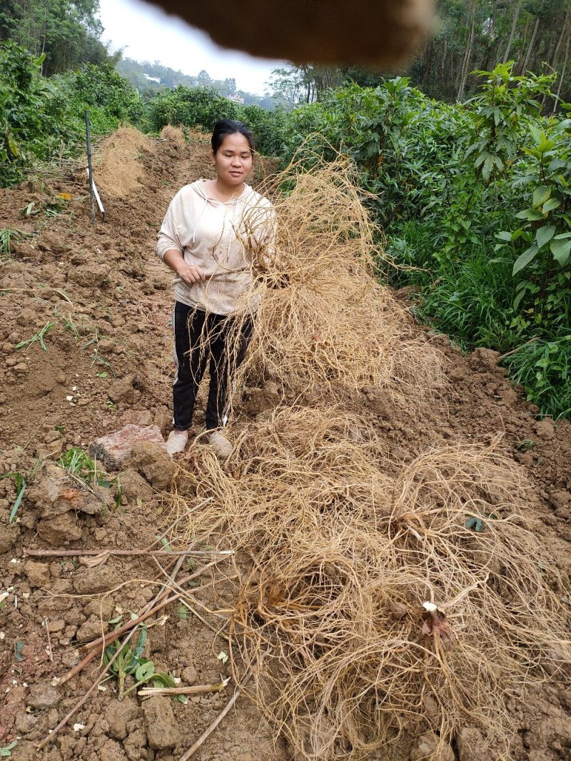 长期挖新鲜五指毛桃，专业供应地摊货工厂货档口货