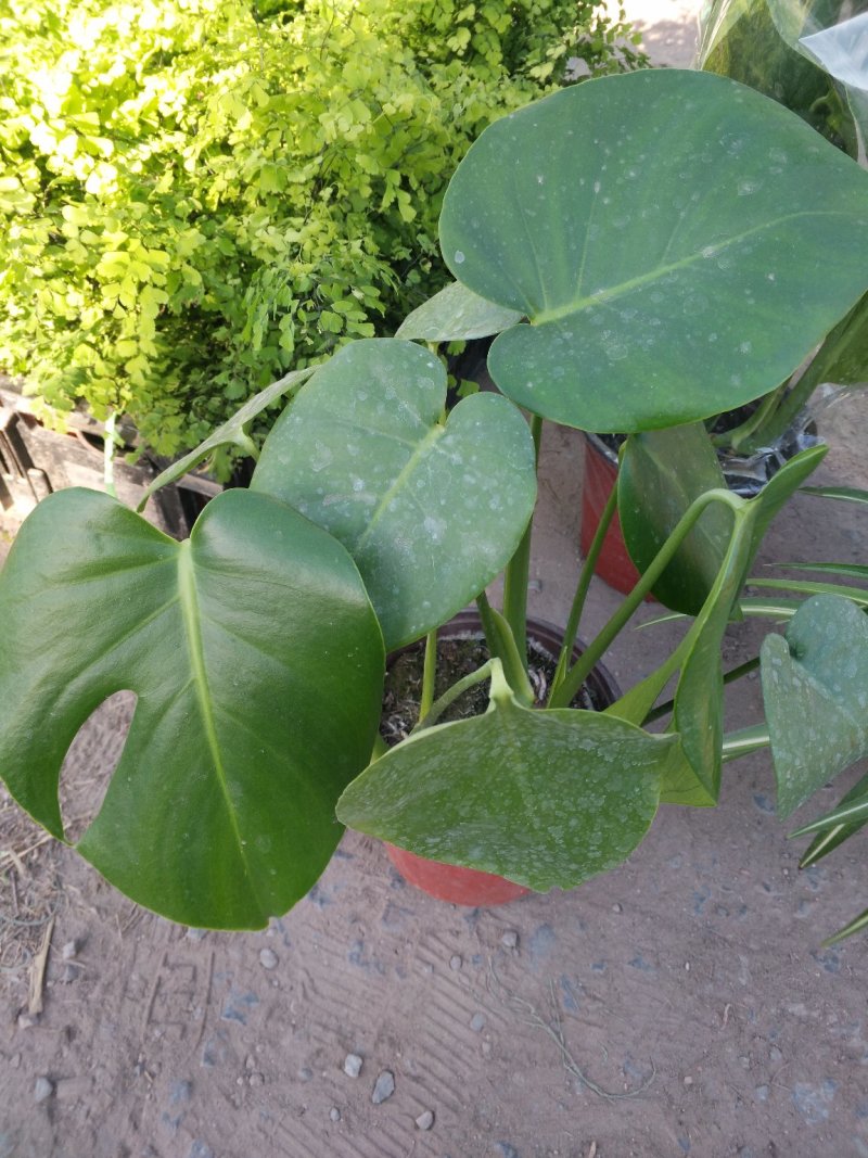 飞羽，新飞羽棵型粗壮，叶面茂盛好管理，价格合理