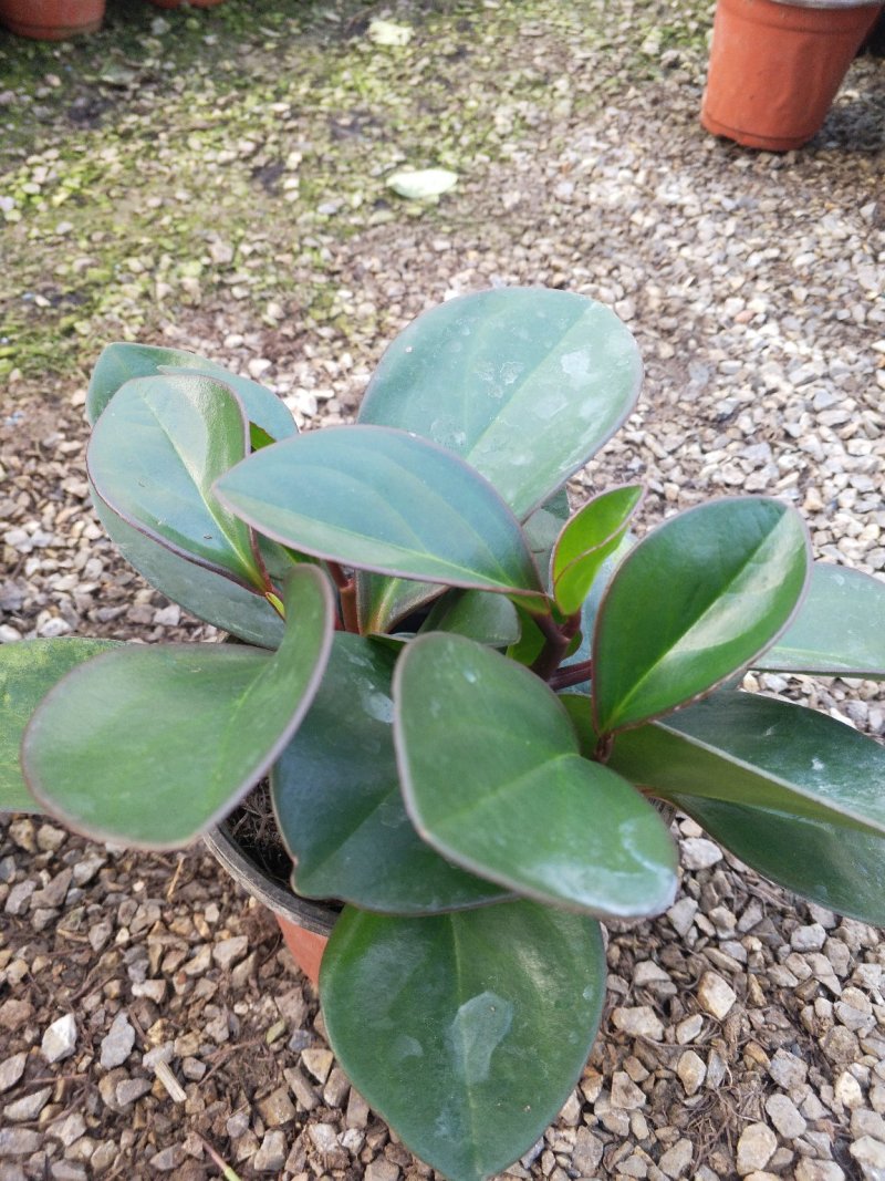 飞羽，新飞羽棵型粗壮，叶面茂盛好管理，价格合理