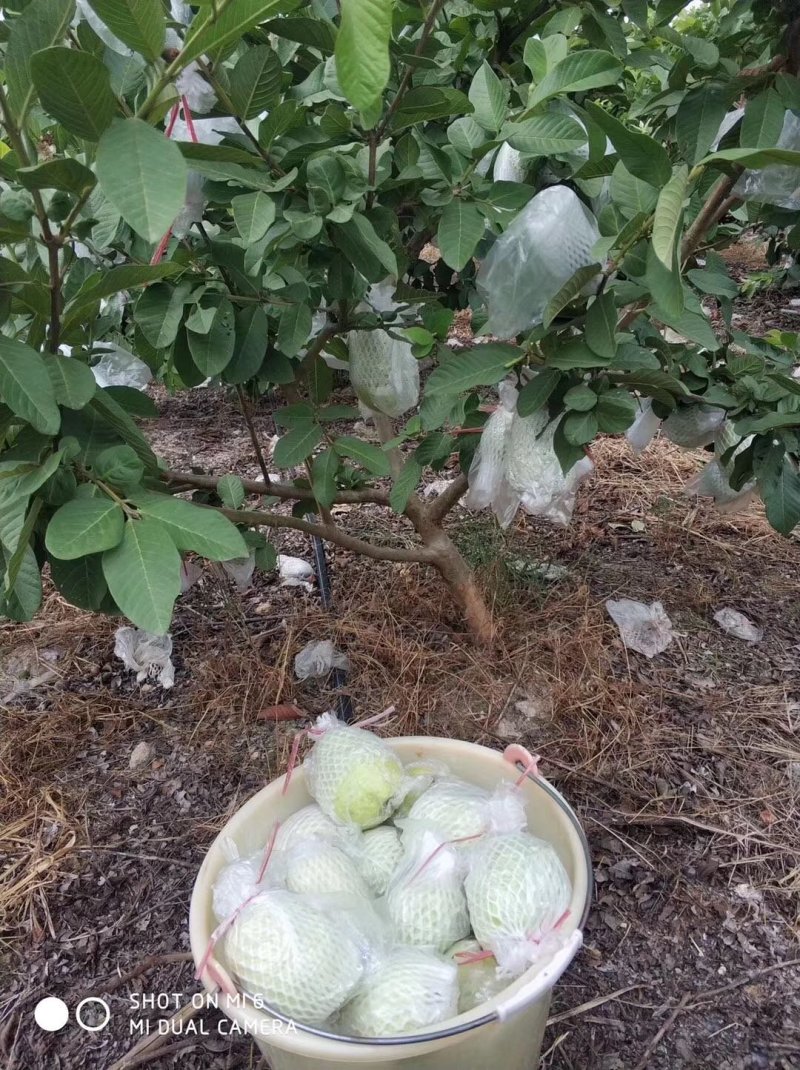 漳州珍珠芭乐(番石榴)