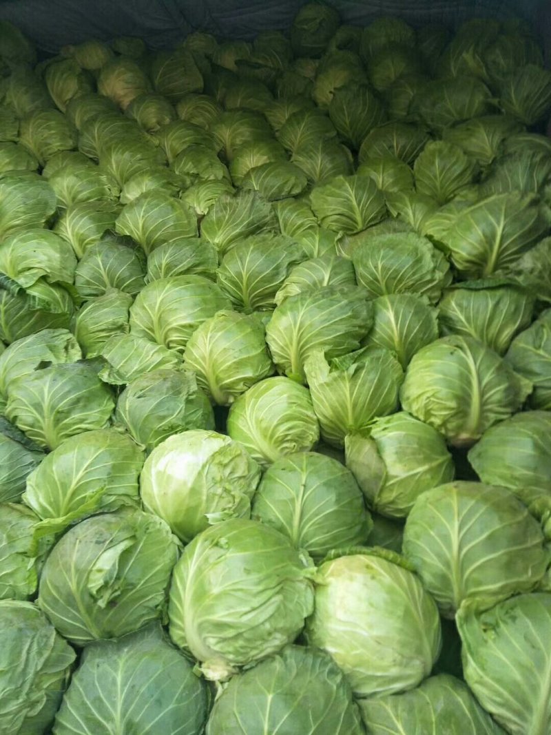 绿甘蓝