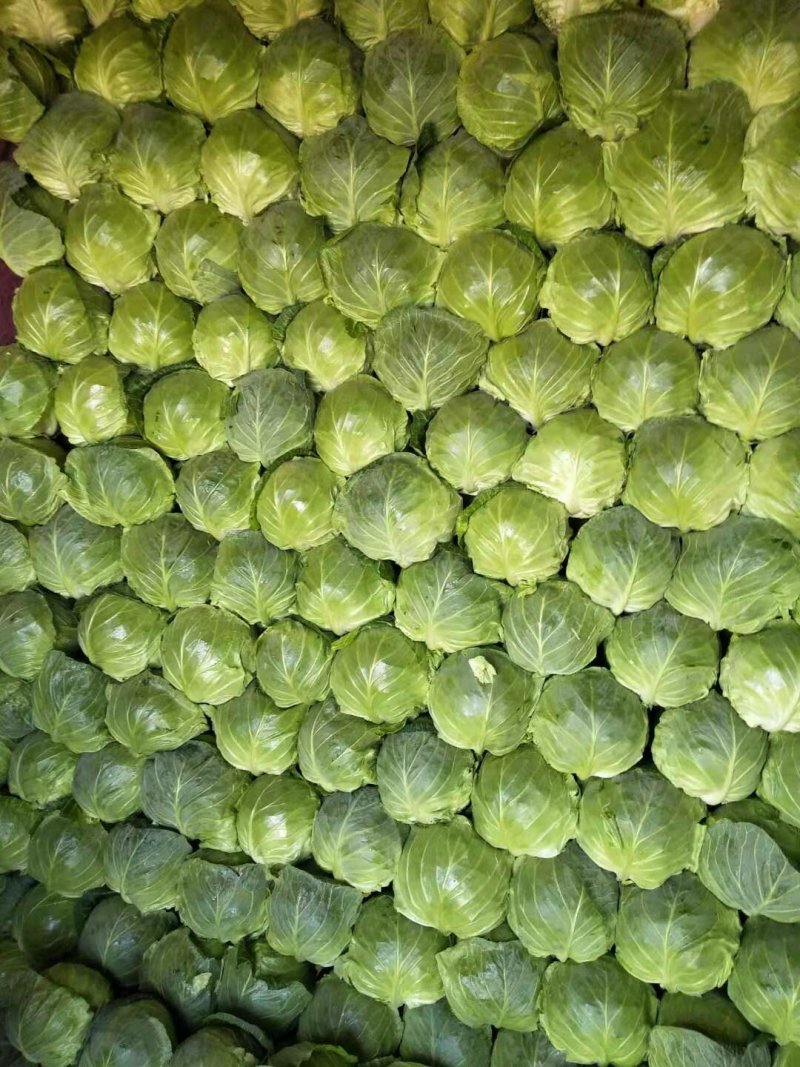 绿甘蓝