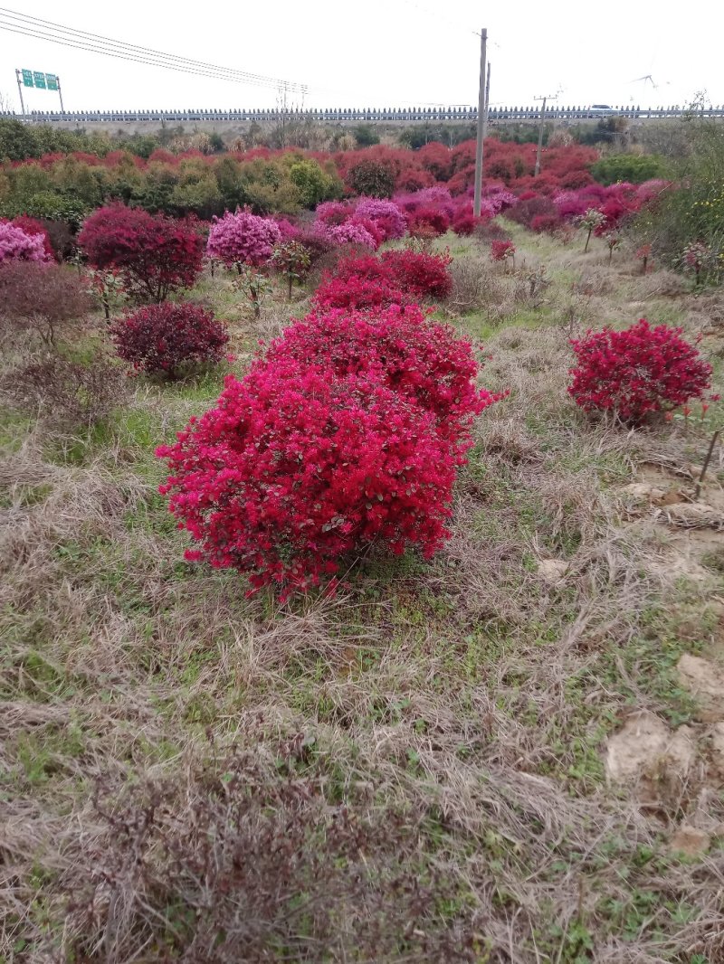 红继木九江市柴桑区清风园林常年供应各种规格苗木