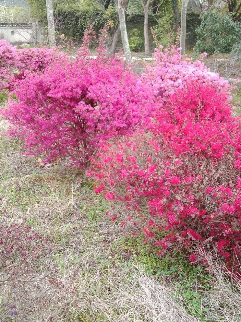 红继木九江市柴桑区清风园林常年供应各种规格苗木