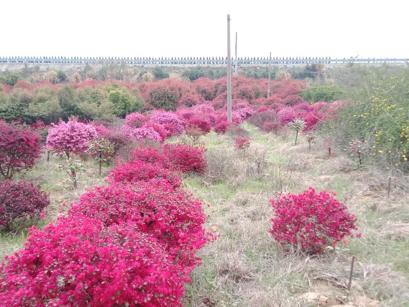 红继木九江市柴桑区清风园林常年供应各种规格苗木