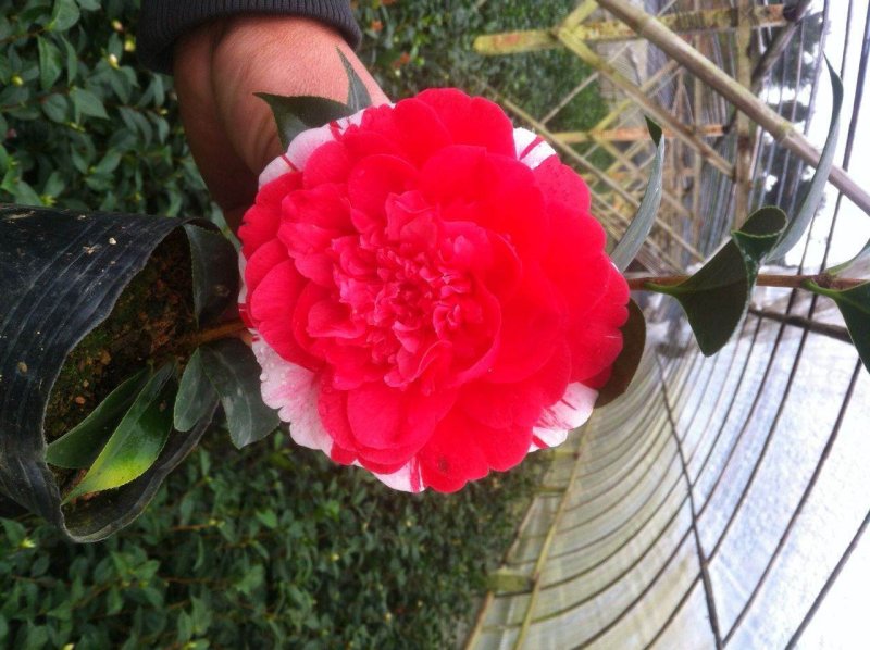 茶花七仙女自产自销大量有货