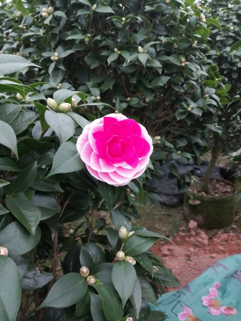 茶花七仙女自产自销大量有货