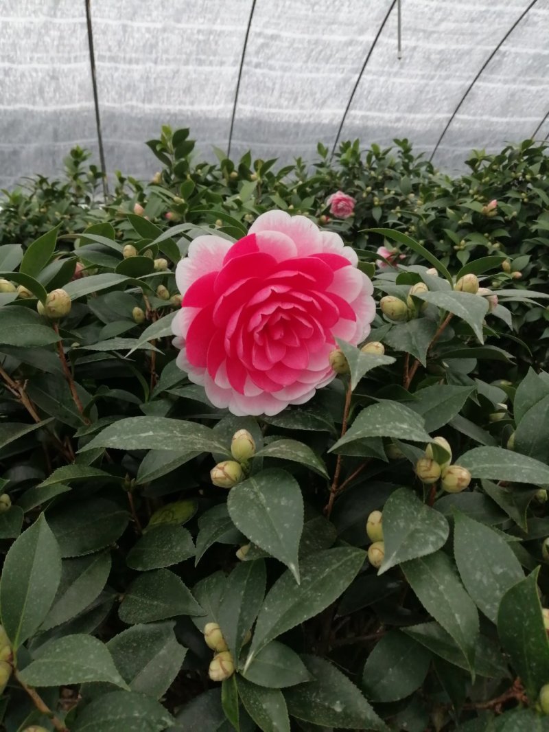 茶花七仙女自产自销大量有货