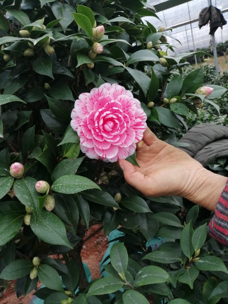 茶花七仙女自产自销大量有货