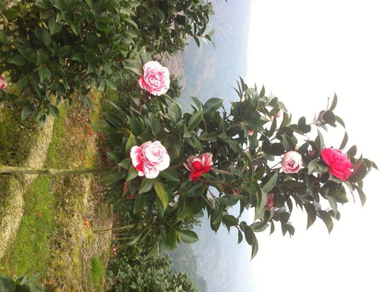 茶花七仙女自产自销大量有货