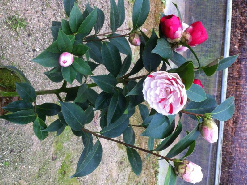 茶花七仙女自产自销大量有货