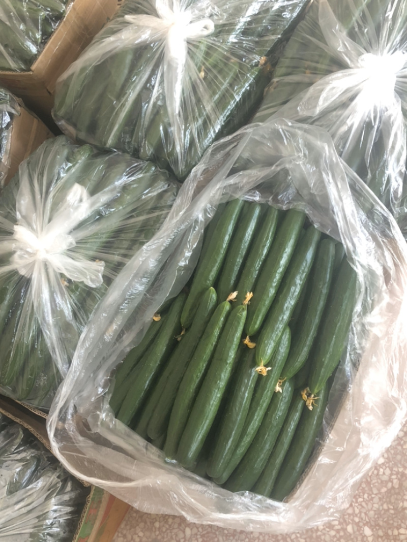 徐州油皮小黄瓜鲜花带刺，绿瓤清脆可口！大量！