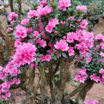杜鹃（学名：Rhododendronsimsi