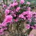 杜鹃（学名：Rhododendronsimsi