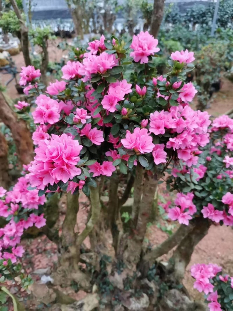 杜鹃（学名：Rhododendronsimsi