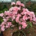 杜鹃（学名：Rhododendronsimsi