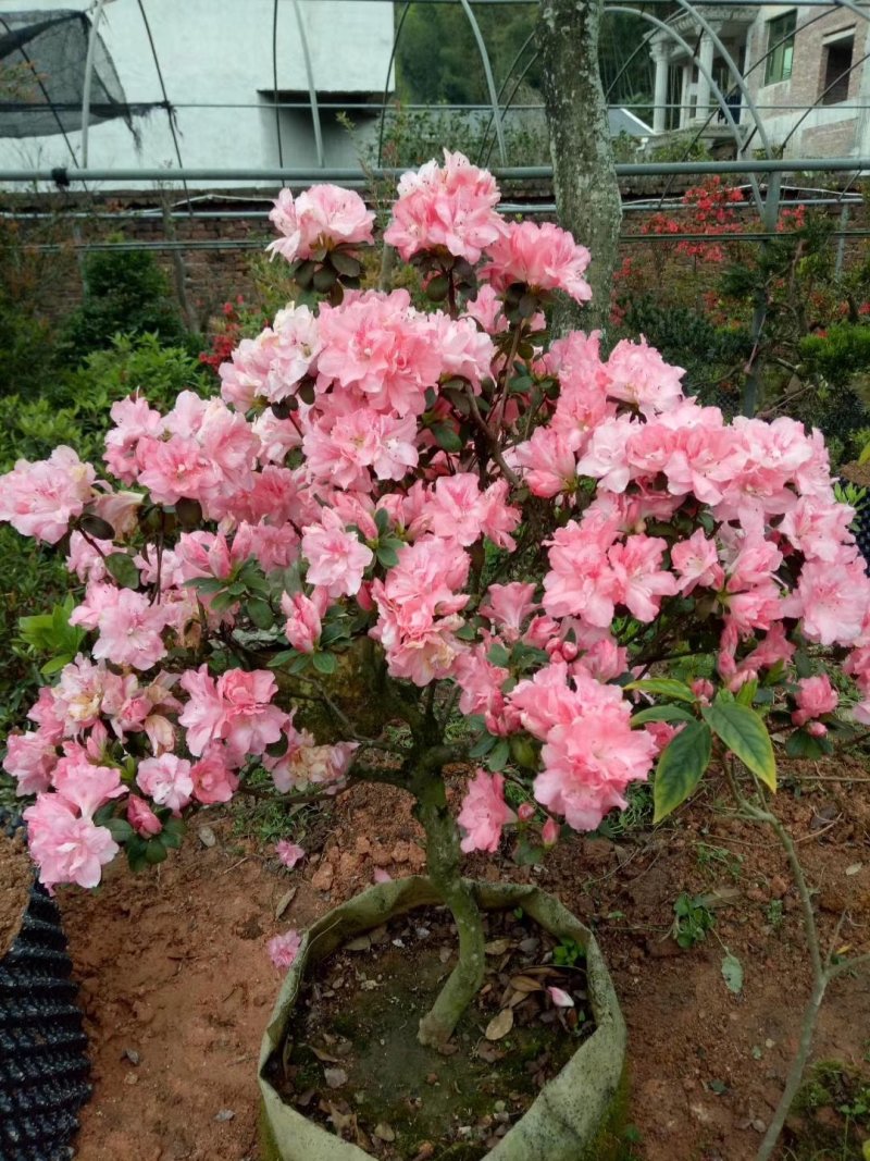 杜鹃（学名：Rhododendronsimsi