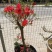 杜鹃（学名：Rhododendronsimsi
