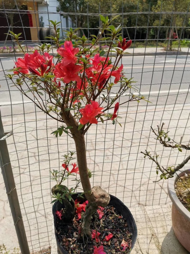 杜鹃（学名：Rhododendronsimsi