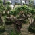 杜鹃（学名：Rhododendronsimsi