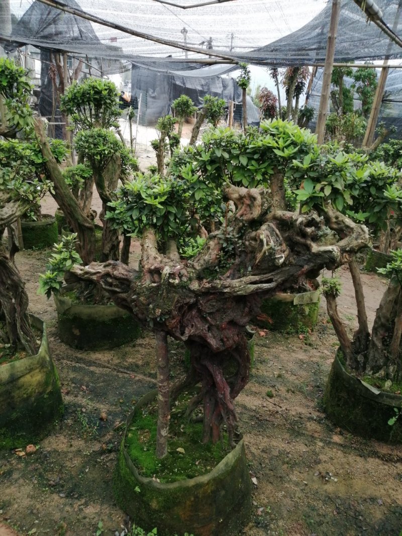 杜鹃（学名：Rhododendronsimsi