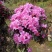 杜鹃（学名：Rhododendronsimsi