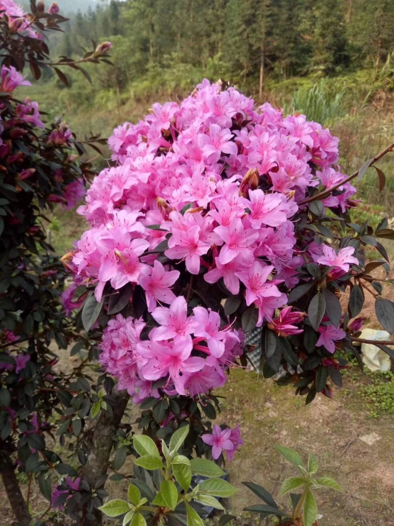 杜鹃（学名：Rhododendronsimsi