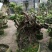 杜鹃（学名：Rhododendronsimsi