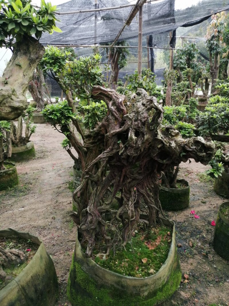 杜鹃（学名：Rhododendronsimsi