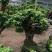 杜鹃（学名：Rhododendronsimsi