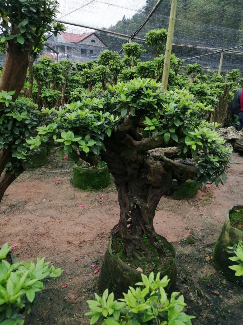 杜鹃（学名：Rhododendronsimsi