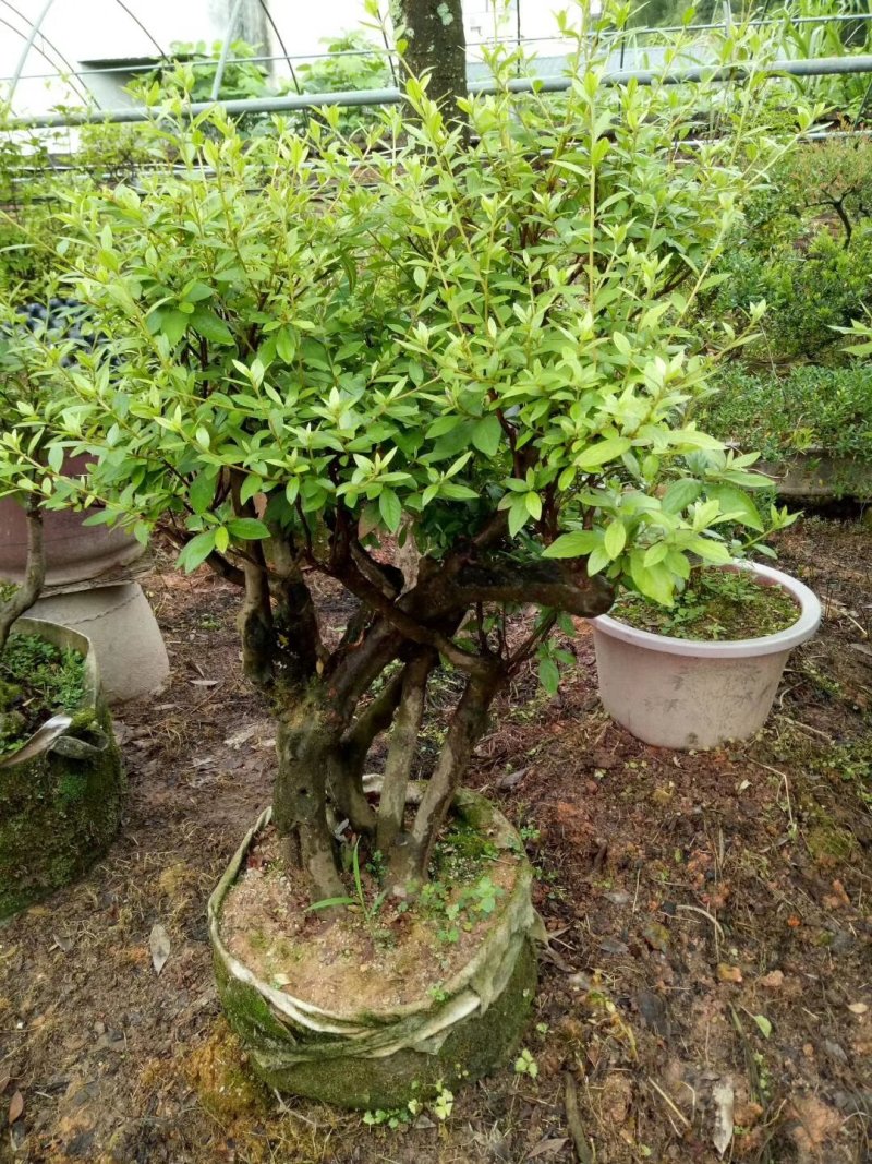 杜鹃（学名：Rhododendronsimsi