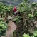 杜鹃（学名：Rhododendronsimsi