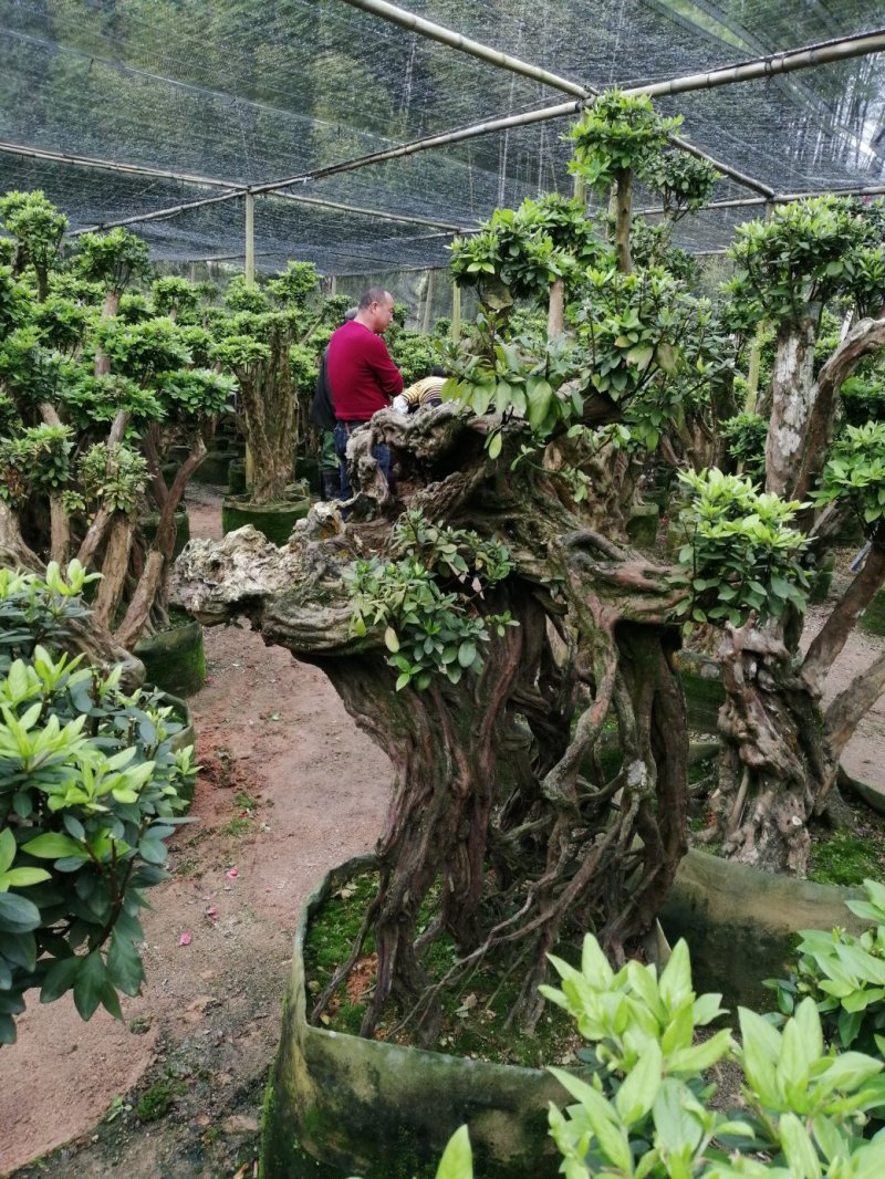 杜鹃（学名：Rhododendronsimsi