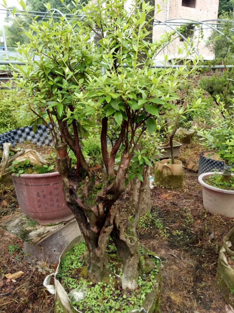 杜鹃（学名：Rhododendronsimsi