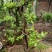 杜鹃（学名：Rhododendronsimsi