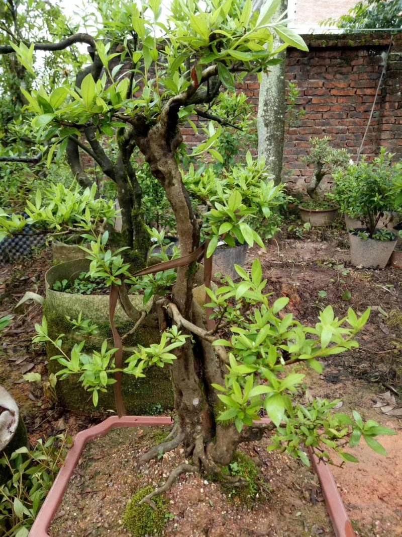 杜鹃（学名：Rhododendronsimsi