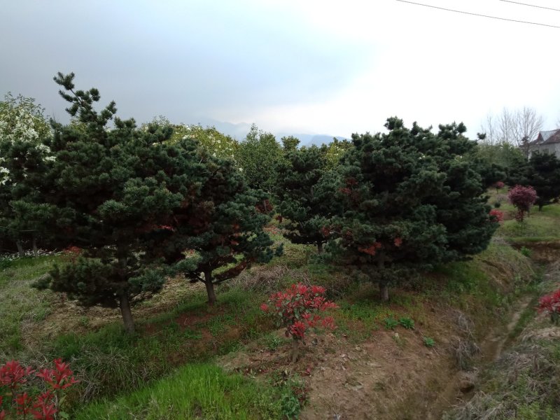 五针松湿地松罗汉松九江市柴桑区清风园