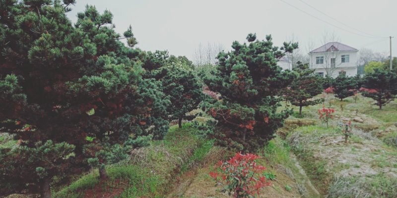 五针松湿地松罗汉松九江市柴桑区清风园