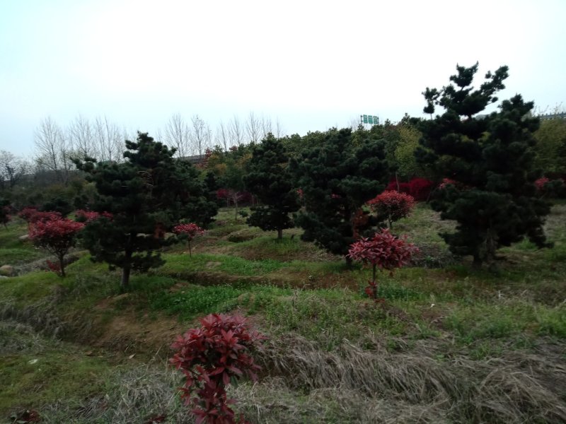 五针松湿地松罗汉松九江市柴桑区清风园
